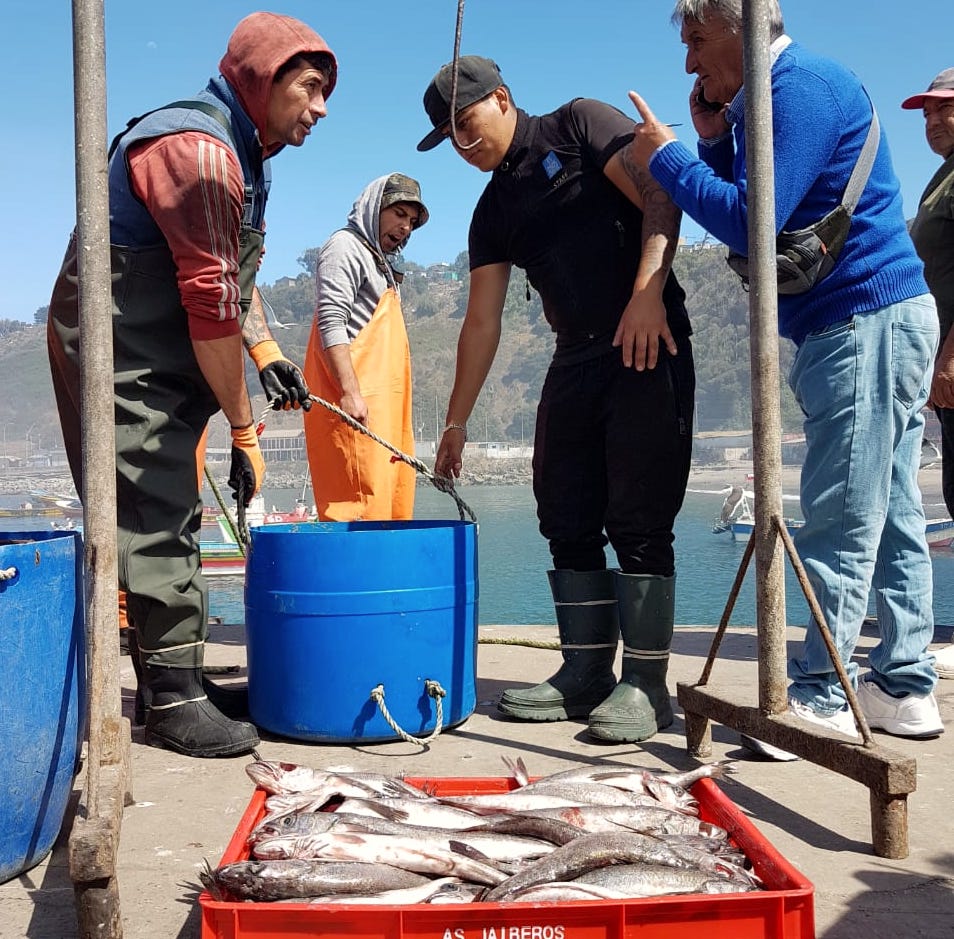 A group of fishers unload a box of hake on a dock in Chile.