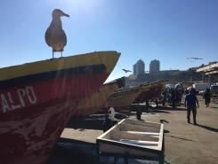 A seagull sits on a fishing boat in Chile
