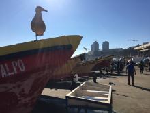 A seagull sits on a fishing boat in Chile